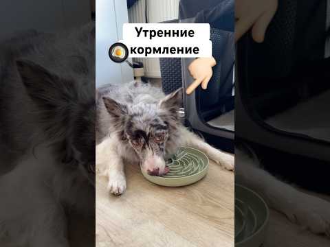 Утренние кормления собак 🐶 #окки #кормление #собаки #корм #влог #деньссобакой #догблогер #питание