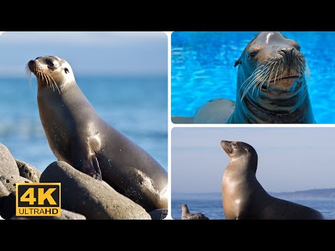 Seals Overcome Extinction On ‘Resurrection Island•etc.           #etc #wildlife #animal #seal #natur