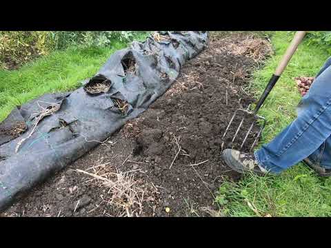 download lagu mp3 mp4 British Jazzy Potatoes, download lagu British Jazzy Potatoes gratis, unduh video klip British Jazzy Potatoes