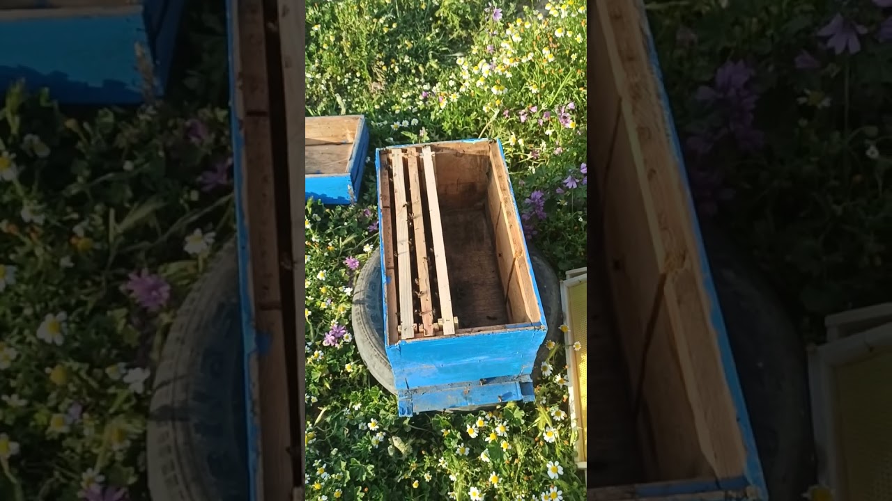 جائنا طرد نحل بدون دعوة 