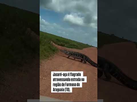 Um Jacaré-açu, foi visto atravessando uma estrada na região de Formoso do Araguaia, no Tocantins.