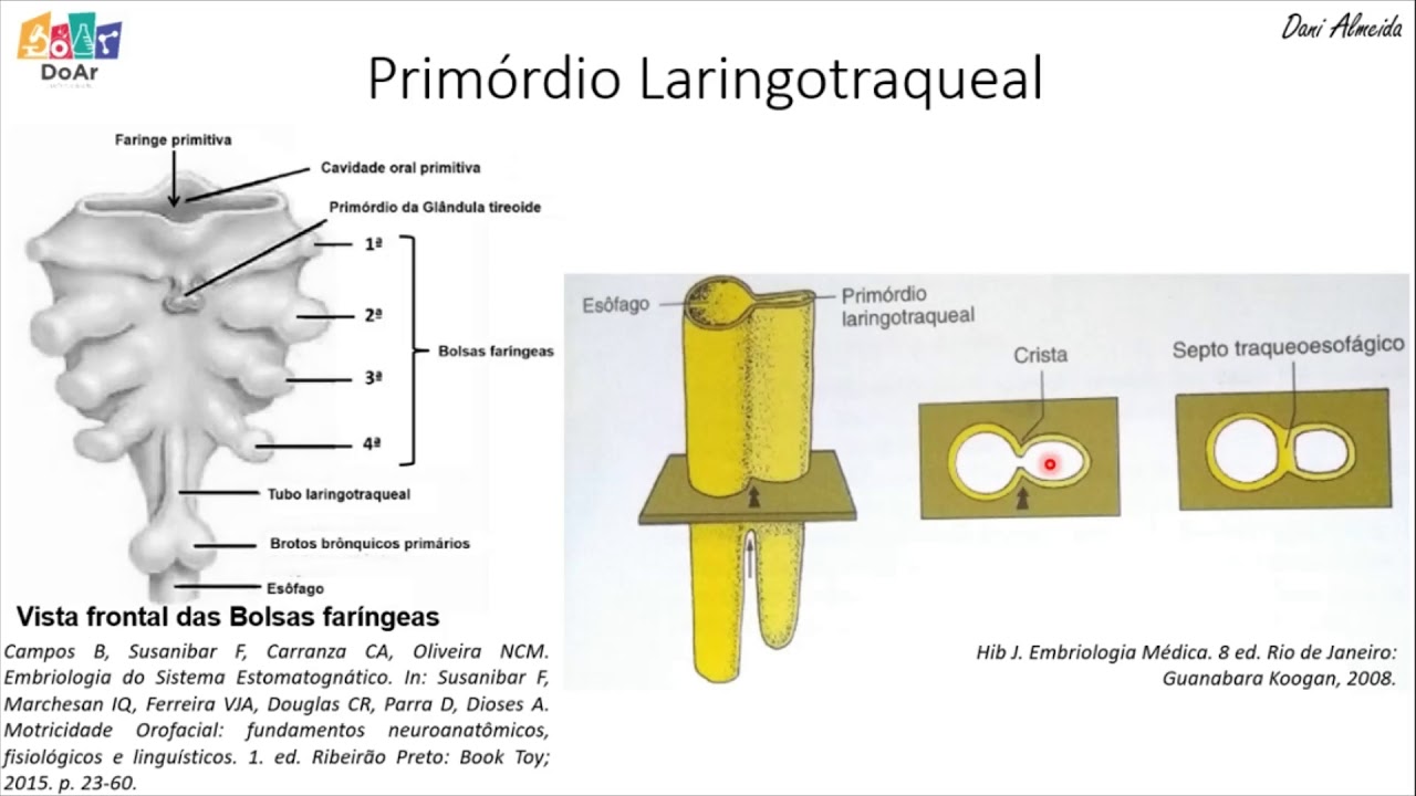 [EMBRIOLOGIA] Desenvolvimento da Laringe e Traqueia