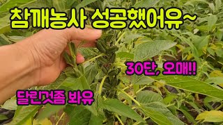참깨농사 잘 지었어요!! 3년 실패하고 얻은 노하우로 키운 참깨 공개합니다!!