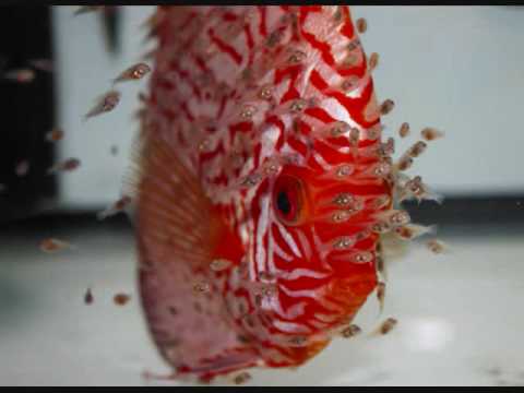 download lagu mp3 mp4 Discus Reproduction, download lagu Discus Reproduction gratis, unduh video klip Discus Reproduction