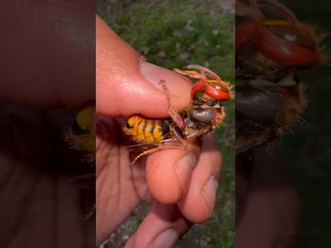 Handling a female European Hornet! ???? #wasp#insect#insects#bug#bugs#tarantula#tarantulas#spiders#fyp