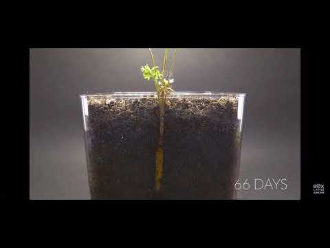 CARROT Growing in SEE-THROUGH Container Time lapse - Seed To Carrot in 100 Days