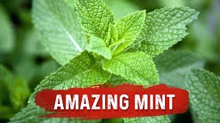 Mint Benefits for Health - Mint Leaf Uses for Dige