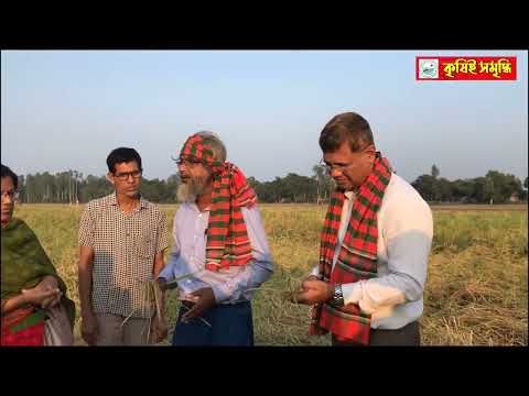 লক্ষীদিঘা জাতের বোনা আমন চাষ সদর, নওগাঁ