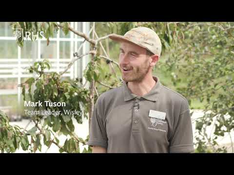 , title : 'How to plant a tree in a container | Grow at Home | RHS'