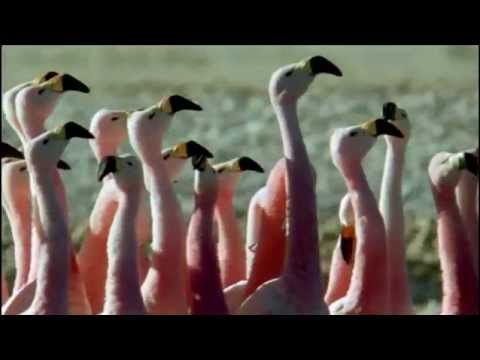 Zoo Brazil feat. Rasmus Kellerman - There Is Hope