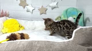 ベンガルの動画01