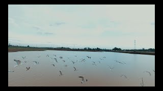 From Seagulls Eyes - First Time Flying Dji Fpv Drone Manual mode 4k