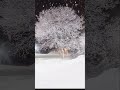 Large Snowflakes View From Gas Station Magical Snowfall Snowflakes Shorts Fyp Winterwonderland
