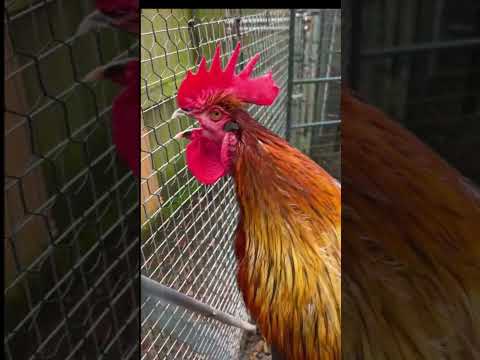 Funny Roosters Crowing And Laughing Compilation | try not to laugh