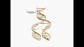 La duplicazione del DNA