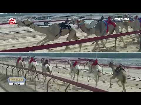  ش 4 (الوعب) لـ هجن الشحانيه 7:31:0 ، تأهيلي المرموم 2026/03/04 لقايا