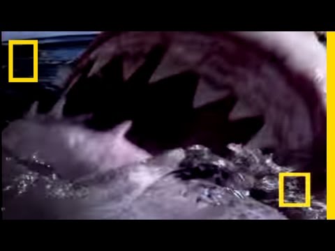Great White Shark | National Geographic
