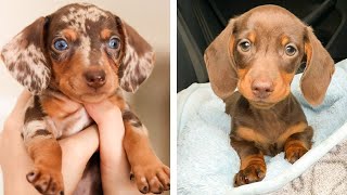 These Dashshund Puppies Are So Cute!🥰😋 Let's See What These Puppies Doing With Me 😍 | Cute Puppies