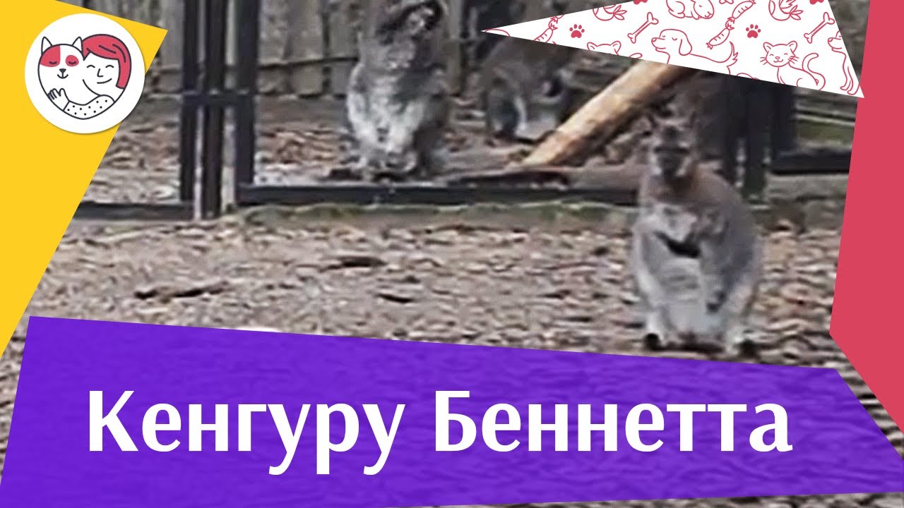Кенгуру беннета на ilikepet