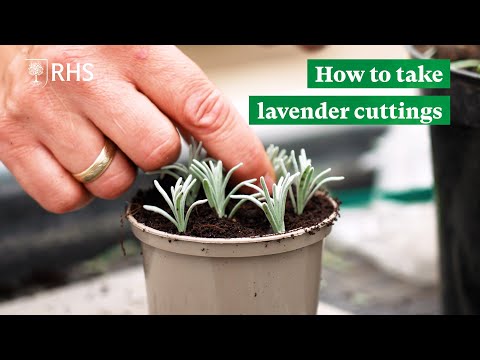 How to take lavender cuttings | The RHS