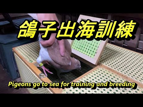 鴿子出海40KM訓練(The pigeons go to sea for 40KM training )