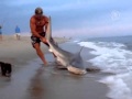 Рыбак поймал акулу и руками вытащил её на берег (новости) 