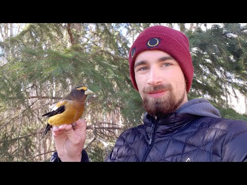 A Rare Interloper - The Evening Grosbeak
