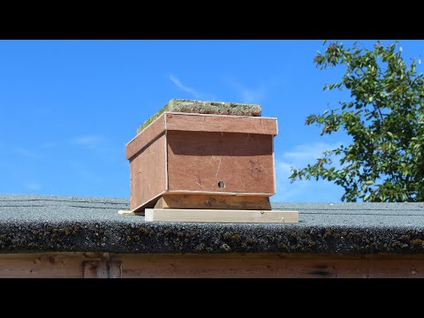 Bait Hive (Beekeeping UK Vlog 1)