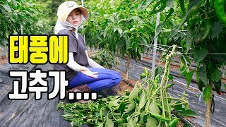 노지고추 태풍 온 뒤에 모습