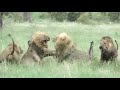 The Clash Of Lion Coalitions Brutal Fight Erupts As One Lion Asserts Dominance