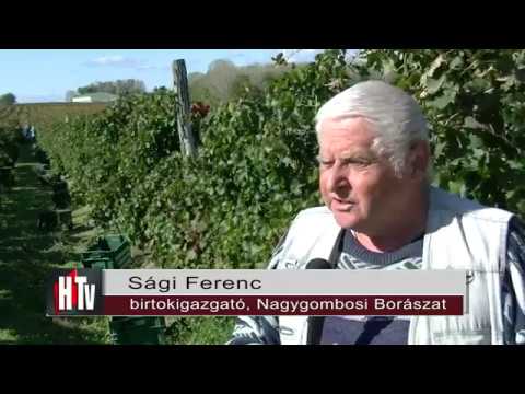 Szüret Nagygomboson