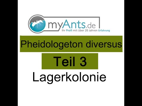 Pheidologeton diversus / Carebara diversa Teil 3 Lagerkolonie