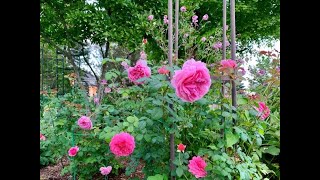 David Austin Roses in My zone 5 garden : Who