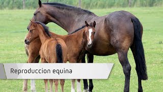 Reproducción equina Reproducción equina