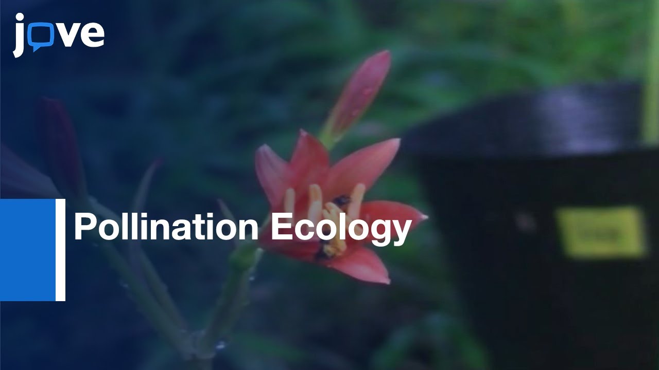 Field Experiments of Pollination Ecology | Protocol Preview
