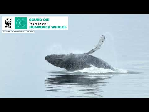 Whale Sounds | Humpback Whale