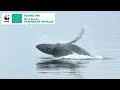 Whale Sounds Humpback Whale