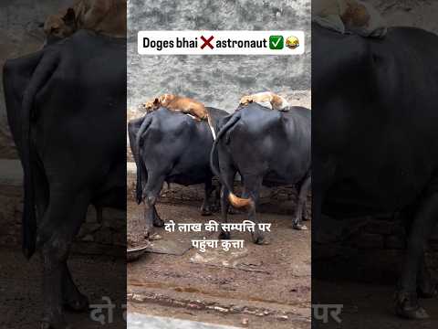 dogs phucha 2 lakh ki sampati per