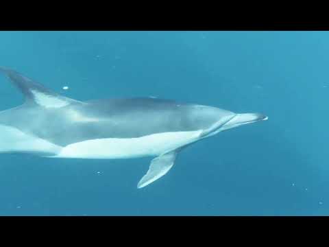 Drôles de dauphins