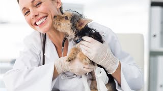 How to Find Cheaper or Free Vet Care