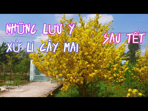 Những lưu ý khi xử lí mai sau Tết