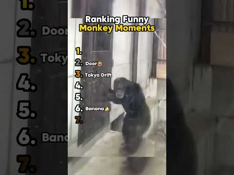 Ranking funny monkey moments