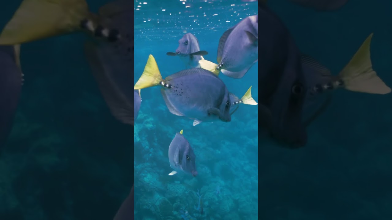 Here are 20 seconds of marine animals in Galapagos… 🐠