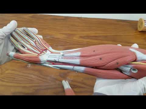 ANATOMY OSPE, UPPERLIMB MODEL