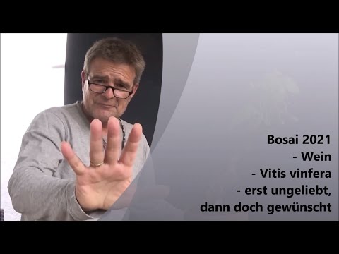 Bonsai 2022-8 - Wein - Vitis vinifera - erst ungeliebt, dann doch gewünscht