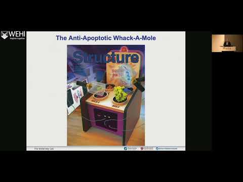 Walensky L (2026): Dissecting the Activation, Oligomerization and, Regulation of Pro-Apoptotic BAX