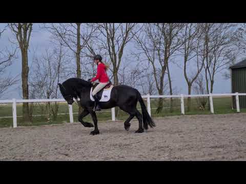 Stal Okkema's Falke - Jehannes x Adel - stallion - 2017 - for sale