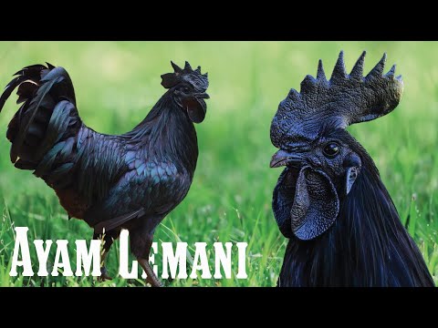 , title : 'Ayam Cemani: all about the all-black chicken'