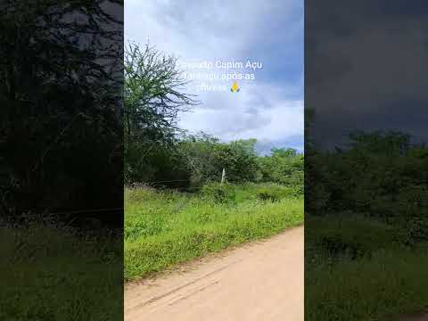 Povoado do Capim Açu Tanhaçu Bahia após as chuvas 🙏#shorts