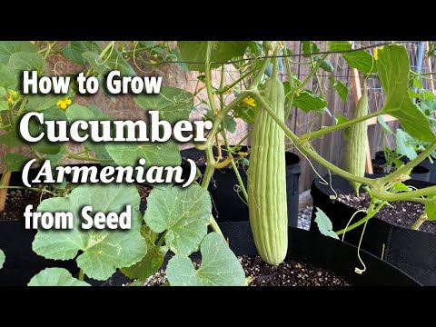 How to Grow Cucumbers from Seed in Containers - Easy Planting Guide